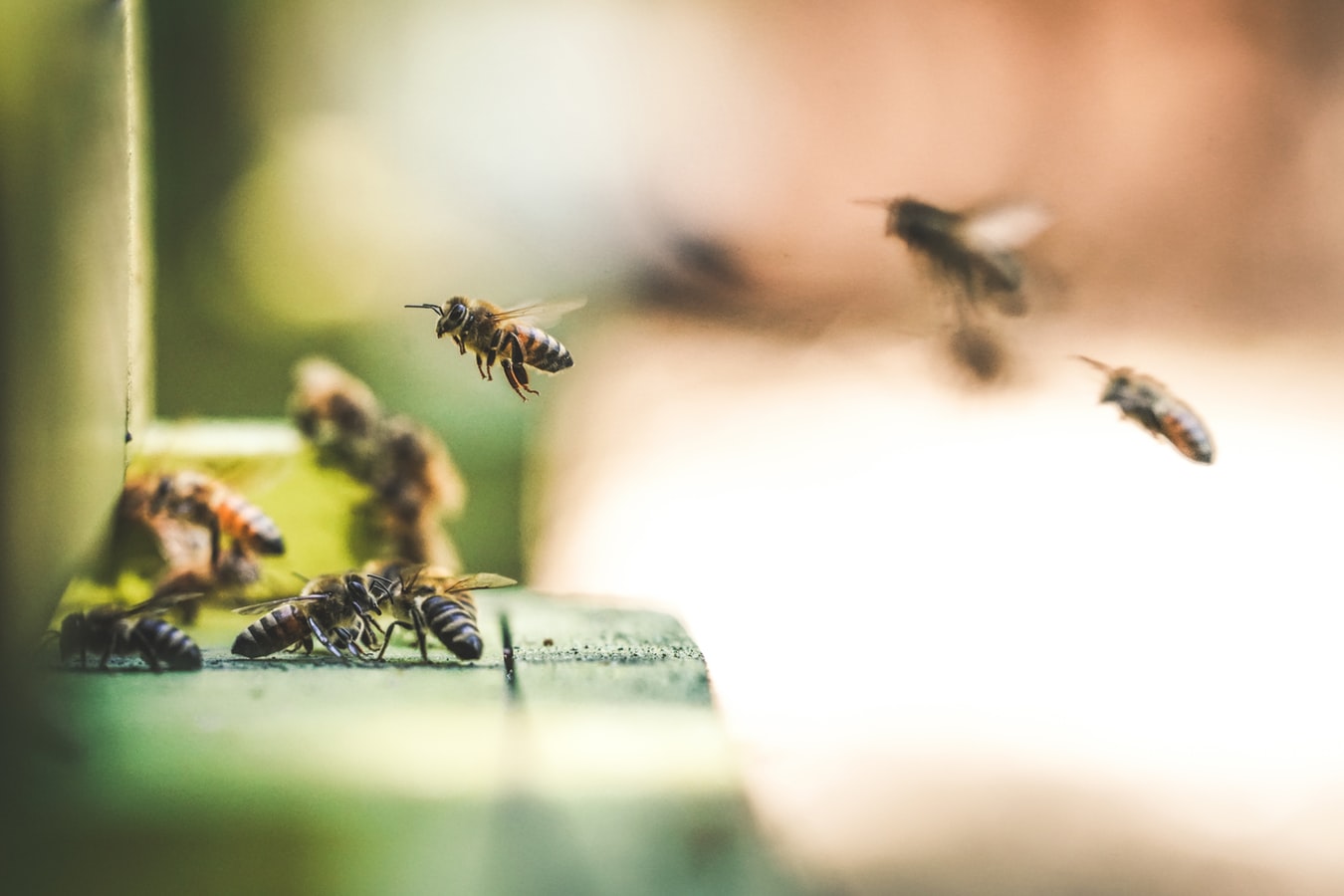 Bees harvesting pollen
